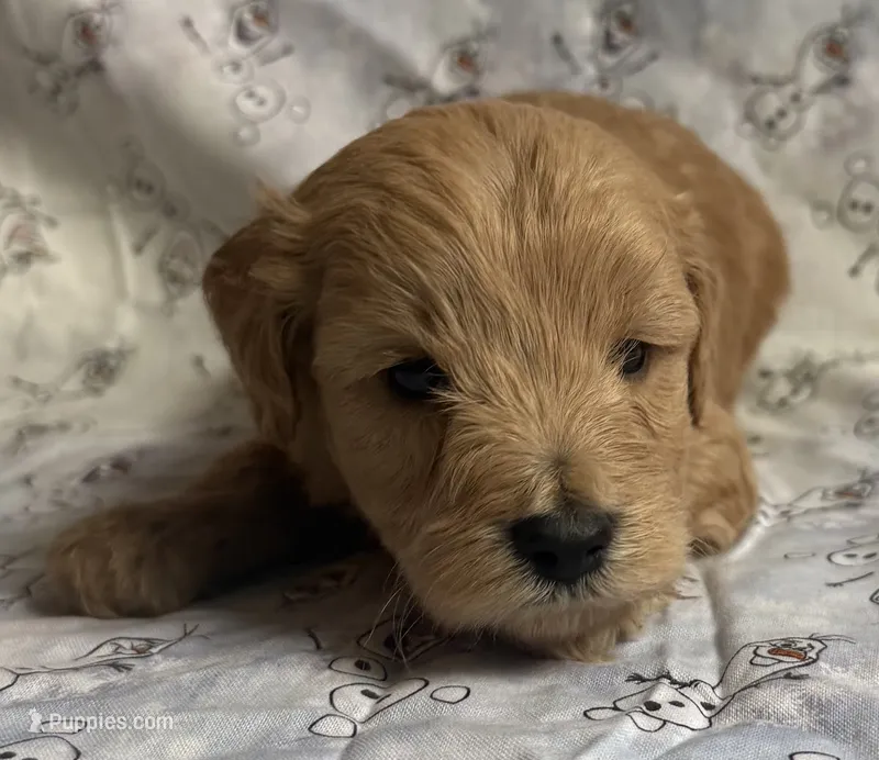 Sven – Schnoodle puppy for sale in Boscobel, WI