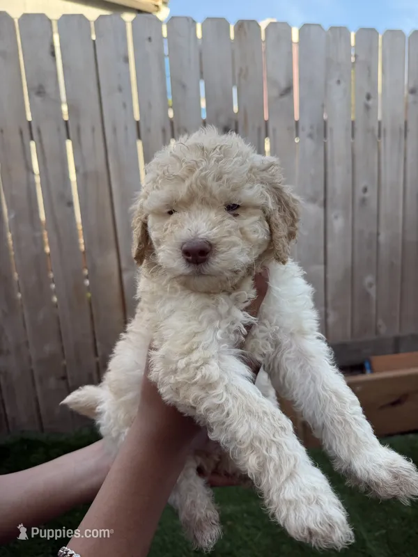 Canelo – Goldendoodle puppy for sale in Gresham, OR
