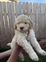 Canelo, a male Goldendoodle for sale in Gresham, OR – 1 of 3
