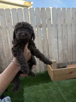 Kyra, a female Goldendoodle for sale in Gresham, OR – 1 of 3