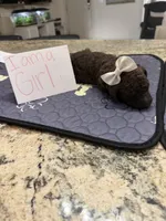 Kyra, a female Goldendoodle for sale in Gresham, OR – 3 of 3
