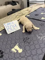 Canelo, a male Goldendoodle for sale in Gresham, OR – 3 of 3