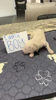 Canelo, a male Goldendoodle for sale in Gresham, OR – 2 of 3