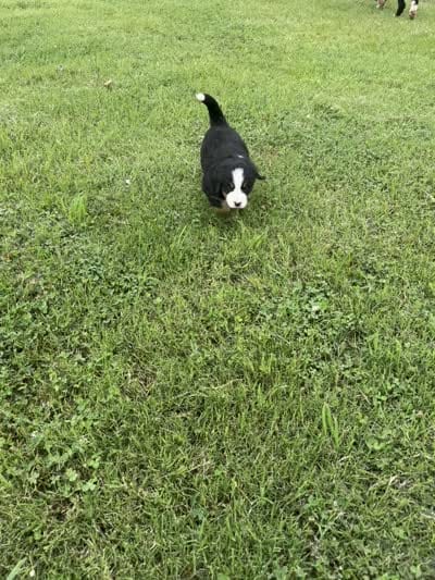 Colt (Green), a male Bernese Mountain Dog for sale in Haskell, OK – 2 of 2