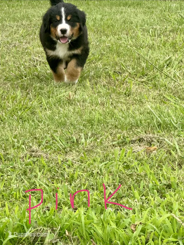 Abby (Pink) – Bernese Mountain Dog puppy for sale in Haskell, OK