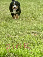 Abby (Pink), a female Bernese Mountain Dog for sale in Haskell, OK – 1 of 2
