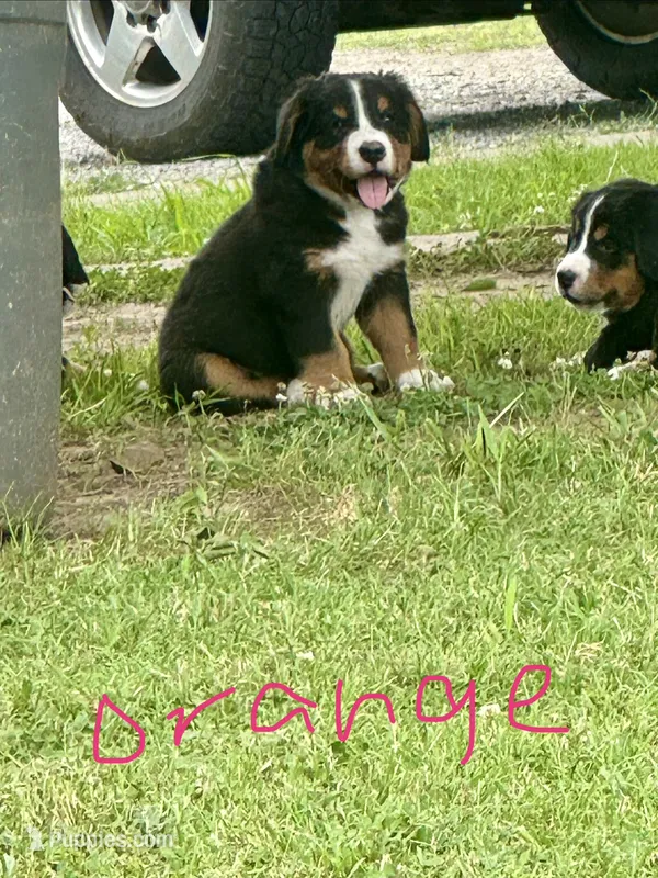 Beau (Orange) – Bernese Mountain Dog puppy for sale in Haskell, OK