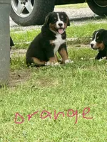 Beau (Orange), a male Bernese Mountain Dog for sale in Haskell, OK – 1 of 3