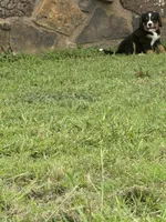 Joanna (light pink), a female Bernese Mountain Dog for sale in Haskell, OK – 2 of 2