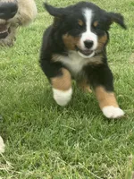 Maggie (purple), a female Bernese Mountain Dog for sale in Haskell, OK – 2 of 2