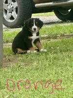 Beau (Orange), a male Bernese Mountain Dog for sale in Haskell, OK – 2 of 3
