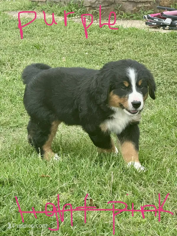 Maggie (purple) – Bernese Mountain Dog puppy for sale in Haskell, OK