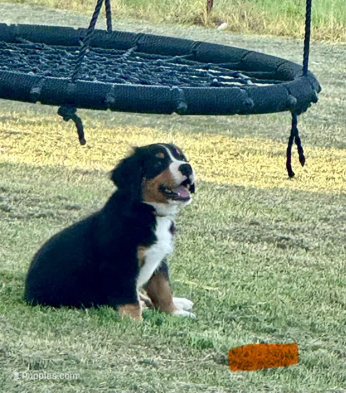 Beau (Orange) – Bernese Mountain Dog puppy for sale in Haskell, OK
