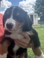 Beau (Orange), a male Bernese Mountain Dog for sale in Haskell, OK – 3 of 3
