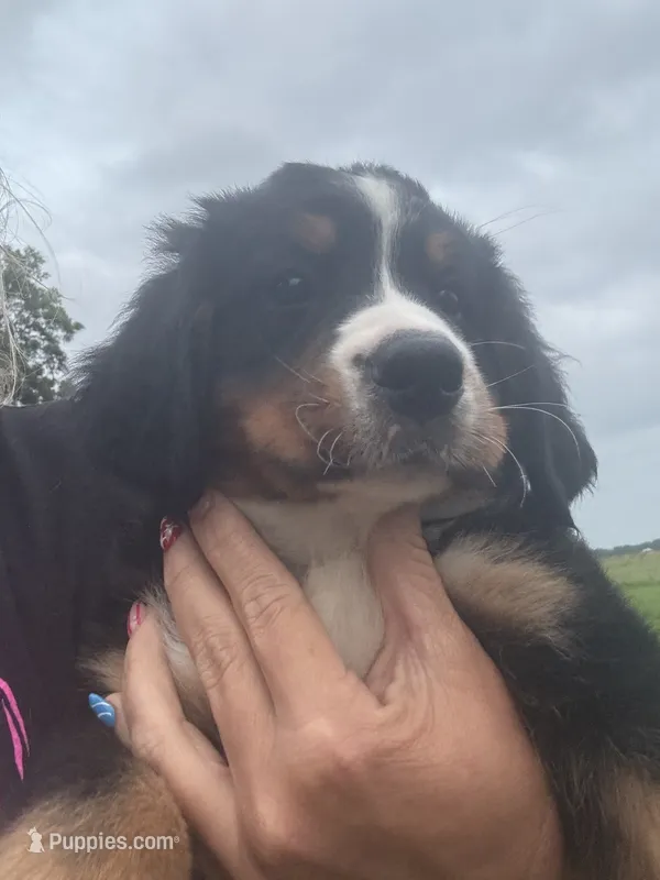 Payton (light pink) – Bernese Mountain Dog puppy for sale in Haskell, OK