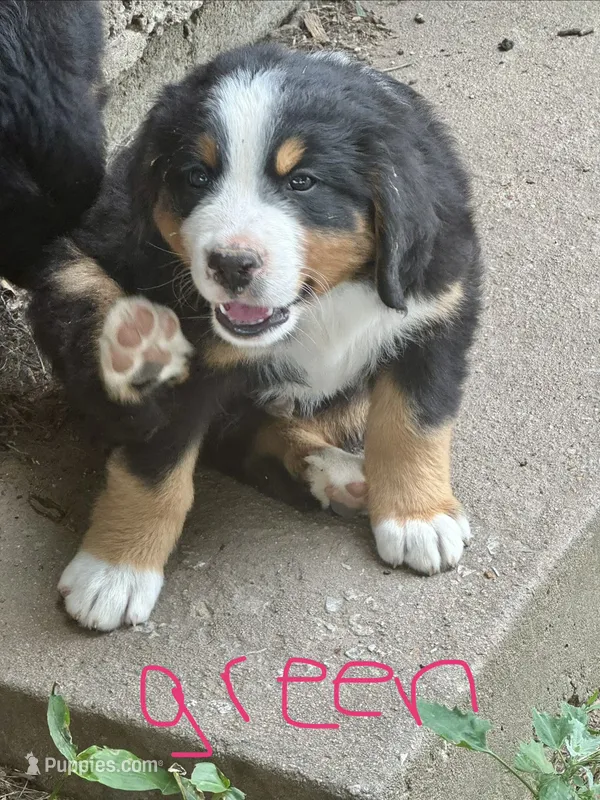 Colt (Green) – Bernese Mountain Dog puppy for sale in Haskell, OK