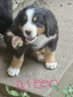 Colt (Green), a male Bernese Mountain Dog for sale in Haskell, OK – 1 of 2