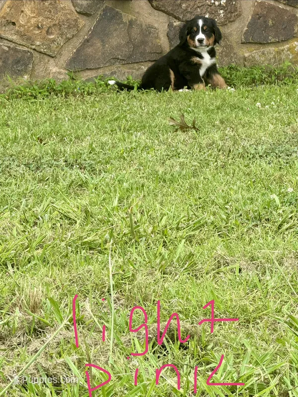 Joanna (light pink) – Bernese Mountain Dog puppy for sale in Haskell, OK