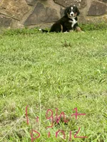 Joanna (light pink), a female Bernese Mountain Dog for sale in Haskell, OK – 1 of 2