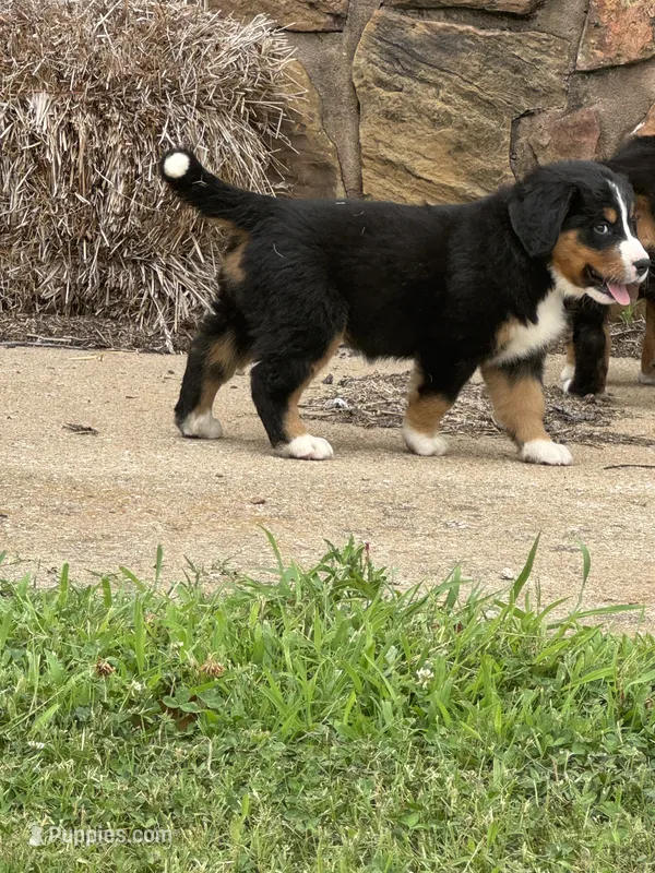 Abby (Pink) – Bernese Mountain Dog puppy for sale in Haskell, OK