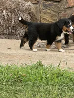 Abby (Pink), a female Bernese Mountain Dog for sale in Haskell, OK – 2 of 2