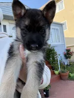 Handsome , a male German Shepherd Dog for sale in San Bruno, CA – 3 of 3