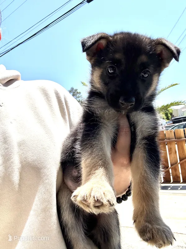 Anubis  – German Shepherd Dog puppy for sale in San Bruno, CA