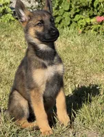Itzel, a female German Shepherd Dog for sale in San Bruno, CA – 2 of 6