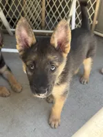 Anubis , a male German Shepherd Dog for sale in San Bruno, CA – 6 of 6