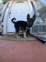 Papito, a male German Shepherd Dog for sale in San Bruno, CA – 3 of 6
