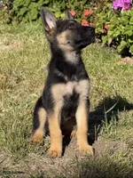 Handsome , a male German Shepherd Dog for sale in San Bruno, CA – 3 of 7