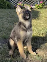 Anubis , a male German Shepherd Dog for sale in San Bruno, CA – 3 of 6