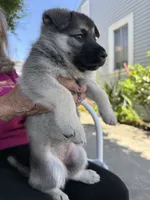 Gorda, a female German Shepherd Dog for sale in San Bruno, CA – 3 of 5