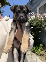 Papito, a male German Shepherd Dog for sale in San Bruno, CA – 2 of 2