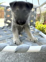 Gorda, a female German Shepherd Dog for sale in San Bruno, CA – 2 of 5