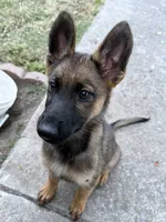 Itzel, a female German Shepherd Dog for sale in San Bruno, CA – 5 of 6