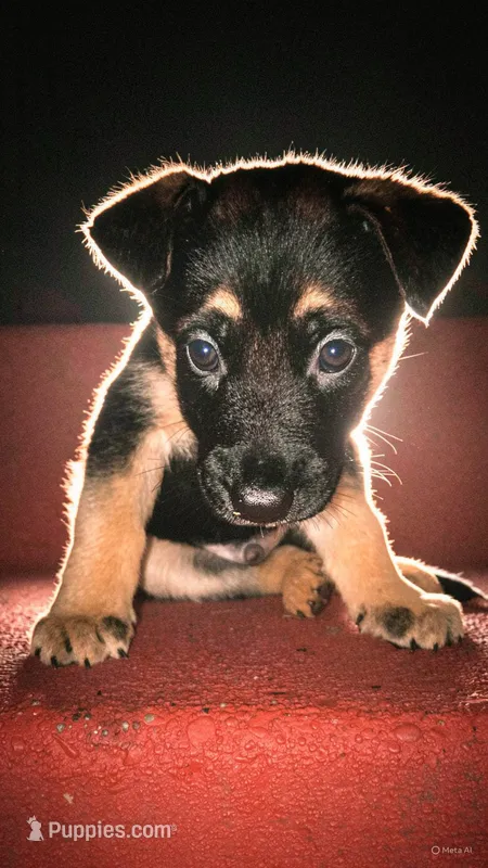 Anubis  – German Shepherd Dog puppy for sale in San Bruno, CA
