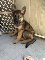 Itzel, a female German Shepherd Dog for sale in San Bruno, CA – 6 of 6