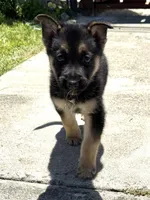 Papito, a male German Shepherd Dog for sale in San Bruno, CA – 6 of 6