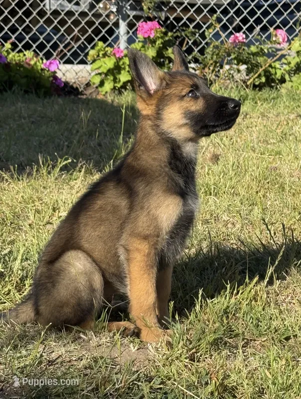 Itzel – German Shepherd Dog puppy for sale in San Bruno, CA