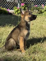 Itzel, a female German Shepherd Dog for sale in San Bruno, CA – 1 of 6