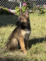 Itzel, a female German Shepherd Dog for sale in San Bruno, CA – 3 of 6