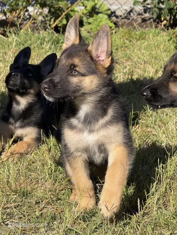 Anubis  – German Shepherd Dog puppy for sale in San Bruno, CA