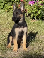 Handsome , a male German Shepherd Dog for sale in San Bruno, CA – 2 of 7