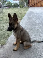 Itzel, a female German Shepherd Dog for sale in San Bruno, CA – 4 of 6