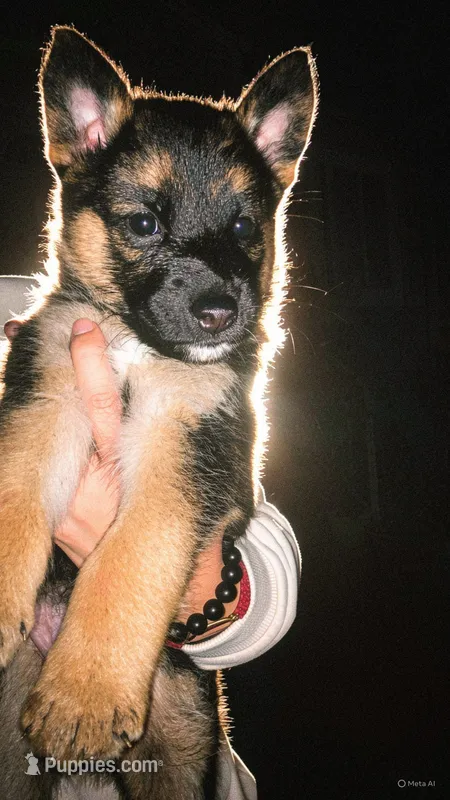 Handsome  – German Shepherd Dog puppy for sale in San Bruno, CA