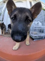 Papito, a male German Shepherd Dog for sale in San Bruno, CA – 4 of 6