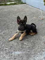 Handsome , a male German Shepherd Dog for sale in San Bruno, CA – 6 of 7