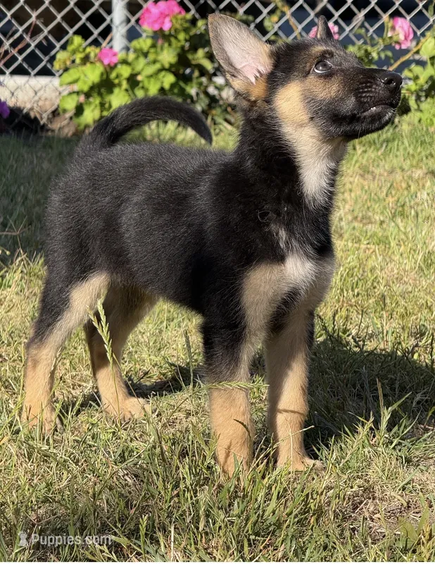 Papito – German Shepherd Dog puppy for sale in San Bruno, CA