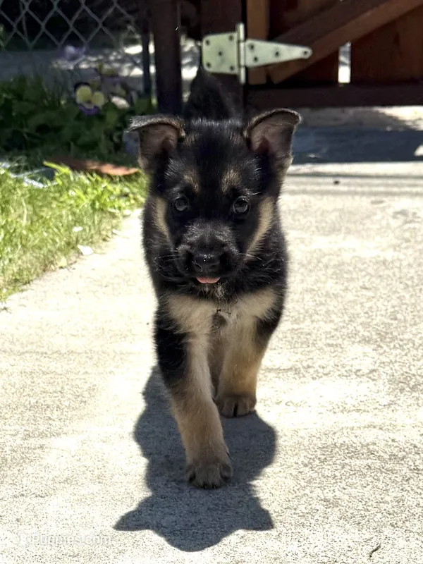 Handsome  – German Shepherd Dog puppy for sale in San Bruno, CA